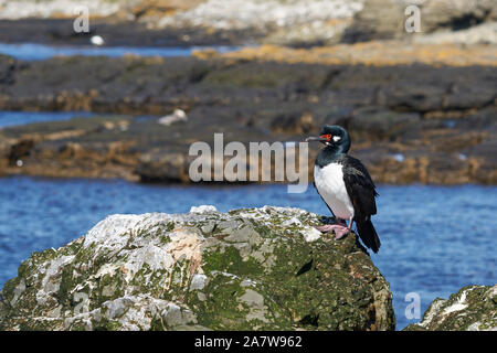 Shag Rock (Phalacrocorax magellanicus) debout sur les falaises de l'île sombre dans les îles Falkland Banque D'Images