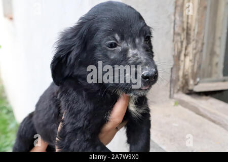 Femme hand holding chien noir, portrait of black sad chien abandonné en refuge pour chiens, piscine Banque D'Images