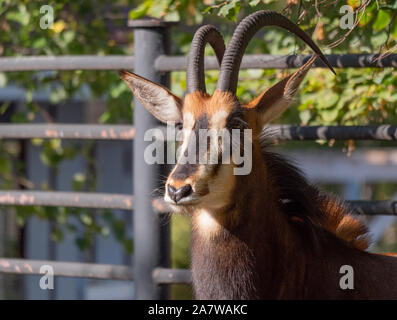 Portrait d'une rare hippotrague Hippotragus niger. Banque D'Images