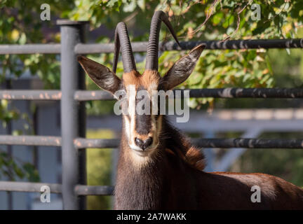 Portrait d'une rare hippotrague Hippotragus niger. Banque D'Images