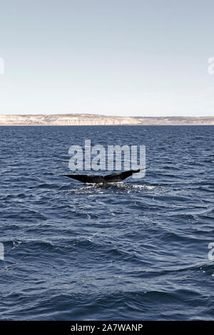 Baleine franche australe à Peninsula Valdes, Océan Atlantique. Banque D'Images