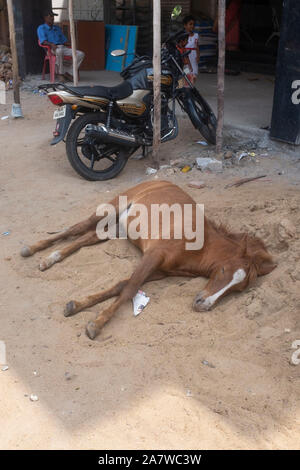 Jeune cheval dormir sur tas de sable à l'ombre, Trichy, Tamil Nadu, Inde Banque D'Images