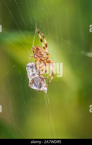 Libre d'une croix, araignée araneus diadematus, manger une proie prise dans un site web Banque D'Images