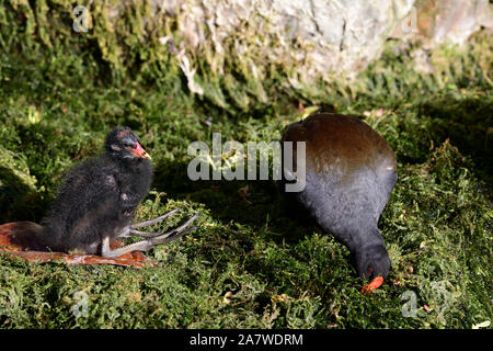 Portrait d'un bébé poule d'eau (Gallinula chloropus) avec sa mère Banque D'Images