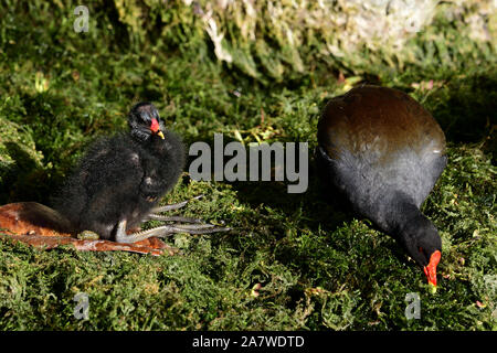 Portrait d'un bébé poule d'eau (Gallinula chloropus) avec sa mère Banque D'Images