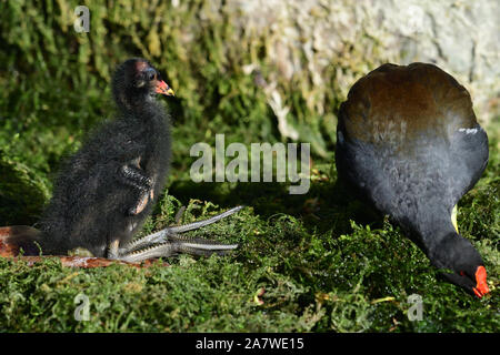 Portrait d'un bébé poule d'eau (Gallinula chloropus) avec sa mère Banque D'Images