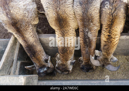 Mignon et sympathique troupeau de cerfs de Virginie Safari park en Lettonie au cours de l'alimentation au printemps ensoleillé matin avec pinède en arrière-plan et bleu ciel nuageux s Banque D'Images