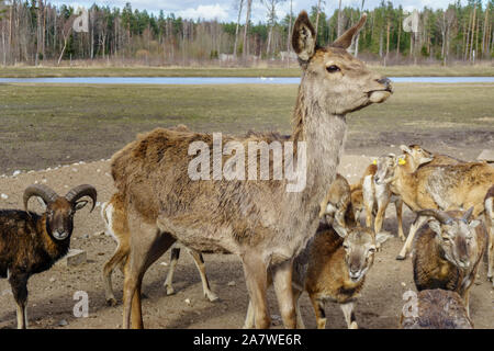 Mignon et sympathique troupeau de cerfs de Virginie Safari park en Lettonie au cours de l'alimentation au printemps ensoleillé matin avec pinède en arrière-plan et bleu ciel nuageux s Banque D'Images