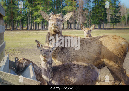 Mignon et sympathique troupeau de cerfs de Virginie Safari park en Lettonie au cours de l'alimentation au printemps ensoleillé matin avec pinède en arrière-plan Banque D'Images
