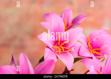 Lily rose fleurs en fleur contre pastel arrière-plan Banque D'Images