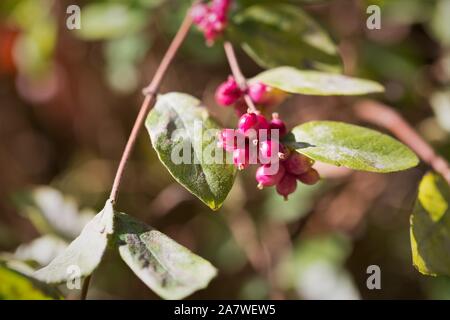 Symphoricarpos orbiculatus baies, Close up. Banque D'Images