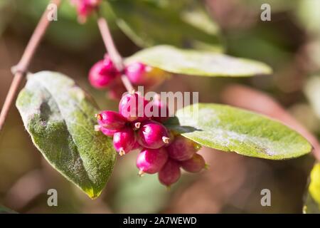 Symphoricarpos orbiculatus baies, Close up. Banque D'Images