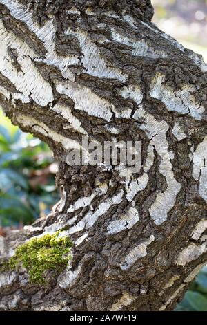 Betula pendula 'Youngii' - bouleau pleureur de Young, Close up. Banque D'Images