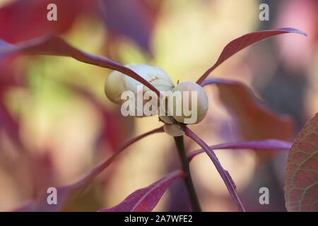 Franklinia alatamaha - Franklin tree, Close up, à l'automne. Banque D'Images