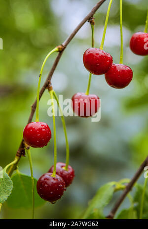 Les cerises mûres rouge vif entourée de feuilles vertes et couverts par les gouttes d'eau. Les fruits frais sont growing on tree branch. Au jardin vague backgroun Banque D'Images