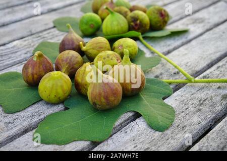 Fraîchement cueilli des figues vertes et violettes sur une feuille de vigne Banque D'Images