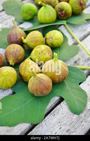 Fraîchement cueilli des figues vertes et violettes sur une feuille de vigne Banque D'Images