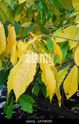 Feuilles jaunes de la politique commune de sylmar tree (Asimina triloba) à l'automne Banque D'Images