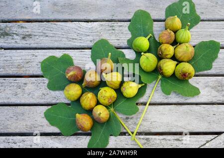 Fraîchement cueilli des figues vertes et violettes sur une feuille de vigne Banque D'Images