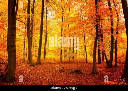 L'automne dans une vieille forêt de hêtres avec des feuilles de couleur jaune et rouge Banque D'Images