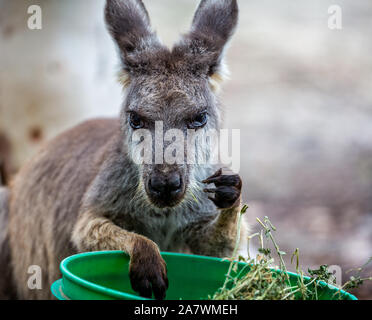 Close up of Kangaroo paws avec godet en vert Banque D'Images