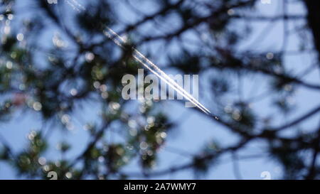 Les traînées de condensation d'avion, ou des traînées dans le ciel, à travers les branches d'arbres. Homogenitus ou cirrus aviaticus : nuages créés par l'activité humaine. Banque D'Images