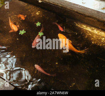Dans l'étang de poissons rouges dans la rue à Ho Chi Minh city Vietnam Banque D'Images