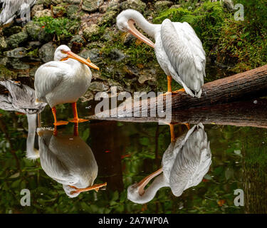 Pélicans blancs avec des reflets dans une rivière Banque D'Images