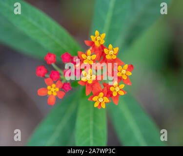 Multi-couleurs lumineuses fleurs sauvages en Floride -Lantana camara Banque D'Images