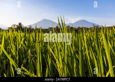 Terrasses de riz ou rizières en face des volcans à Java-est, Java Timur, Java, Indonésie, Asie du Sud-est, Asie Banque D'Images