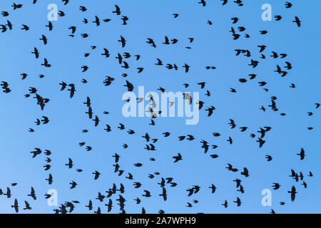 Dans un troupeau d'oiseaux noirs volant dans le ciel bleu Banque D'Images