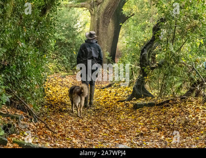 Un homme promène son chien de race croisée sur les feuilles tombées dans Ladderbanks, Lane Baildon, Yorkshire. Banque D'Images