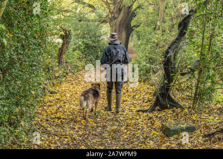 Un homme promène son chien de race croisée sur les feuilles tombées dans Ladderbanks, Lane Baildon, Yorkshire. Banque D'Images