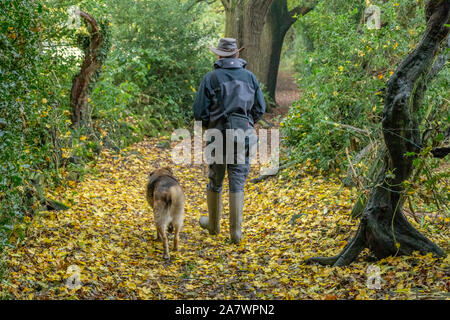 Un homme promène son chien de race croisée sur les feuilles tombées dans Ladderbanks, Lane Baildon, Yorkshire. Banque D'Images