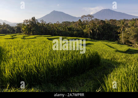 Terrasses de riz ou des rizières en face de volcans dans l'Est de Java, Java Timur, Java, Indonésie, Asie du Sud, Asie Banque D'Images