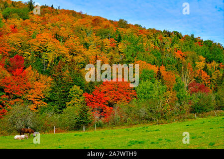 Une image de paysage d'une crête de bois dur tournant les couleurs de l'automne avec deux chevaux qui fourragent dans un pré vert au premier plan près de Sussex N.-B. Banque D'Images