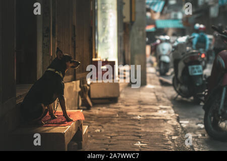 Seul un chien enchaîné portant un collier attend que son propriétaire dans les rues de Hanoi, Vietnam, Asie pendant un beau matin lever du soleil Banque D'Images