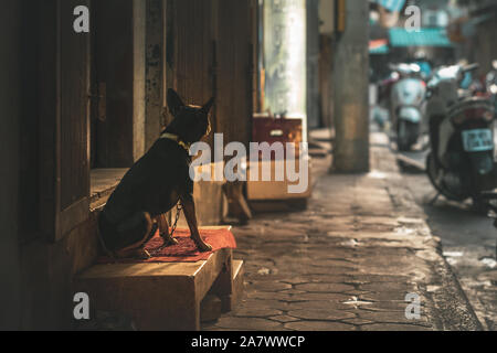 Seul un chien enchaîné portant un collier attend que son propriétaire dans les rues de Hanoi, Vietnam, Asie pendant un beau matin lever du soleil Banque D'Images