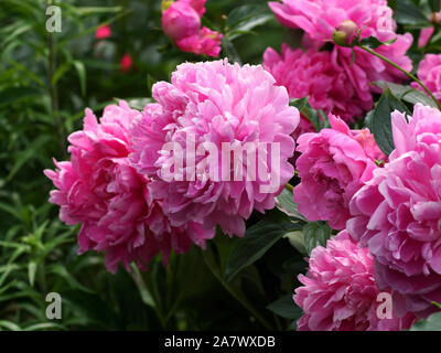 Paeonia Princess Margaret. Fleur de pivoine rose double. Paeonia lactiflora pivoine chinoise (ou même jardin pivoine). Belles pivoines rose. Banque D'Images