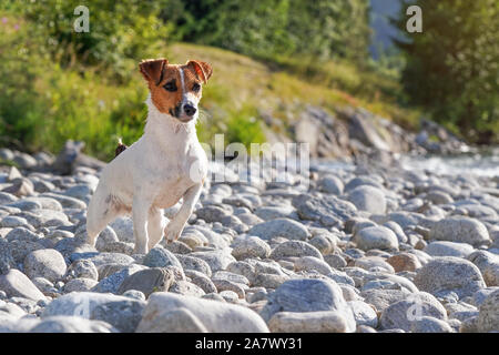 Petit Jack Russell Terrier, humide de baignade dans la rivière, debout sur pierres rondes à la rive, à la recherche d'attention, une debout Banque D'Images