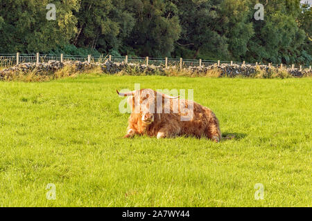 Highland coo - Kyle of Lochalsh, Ecosse - vues Banque D'Images