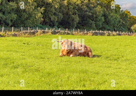 Highland coo - Kyle of Lochalsh, Ecosse - vues Banque D'Images