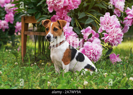 Petit Jack Russell Terrier chien assis calmement en face de fleurs rose bush Banque D'Images