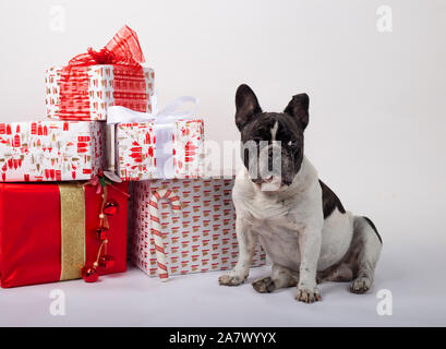 Bouledogue français assis avec des cadeaux de Noël sur fond blanc Banque D'Images