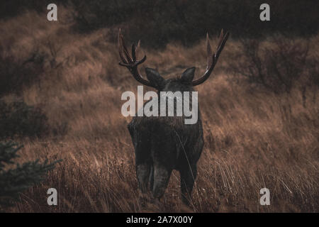 Alaskan bull moose (Alces alces gigas) dans le Territoire du Yukon, Canada Banque D'Images