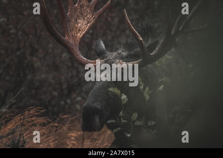 Alaskan bull moose (Alces alces gigas) dans le Territoire du Yukon, Canada Banque D'Images