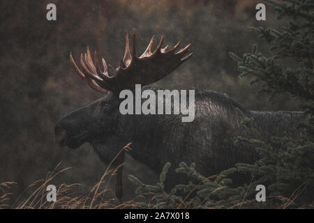 Alaskan bull moose (Alces alces gigas) dans le Territoire du Yukon, Canada Banque D'Images