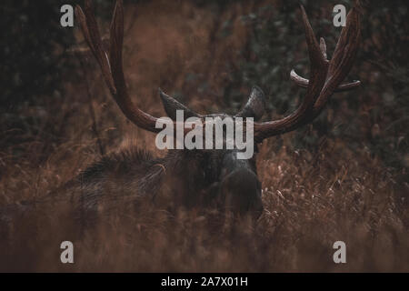 Alaskan bull moose (Alces alces gigas) dans le Territoire du Yukon, Canada Banque D'Images