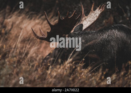 Alaskan bull moose (Alces alces gigas) dans le Territoire du Yukon, Canada Banque D'Images