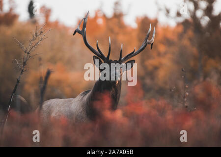 Bull wapitis (Cervus canadensis) à l'automne, Territoire du Yukon, Canada Banque D'Images